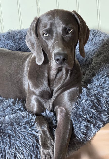 Weimaraner-Hündin Fay