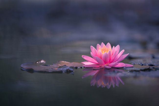 Lotusblume – Symbol für die Reinheit des Herzens, Treue, Schöpferkraft und Erleuchtung